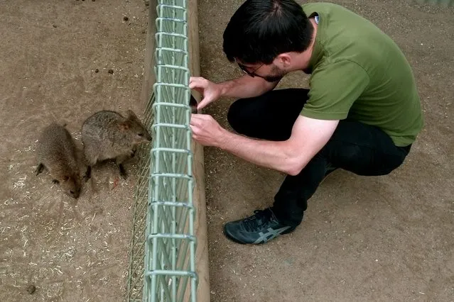 Quokka The Happiest Animal in the World