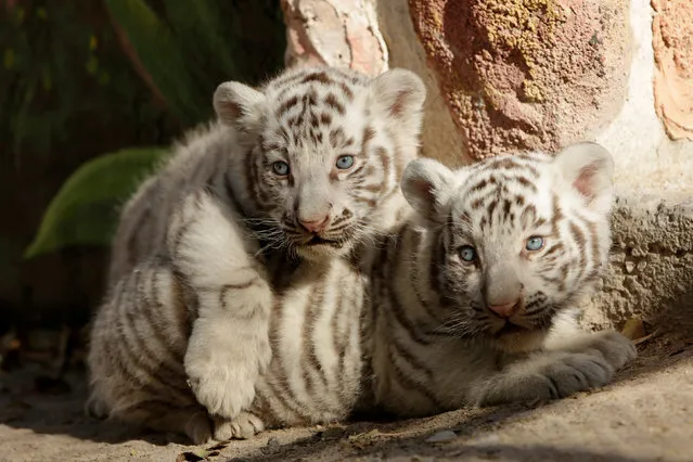 Newborn white Bengal tiger cubs are shown to the media at San Jorge zoo in Ciudad Juarez, Mexico, November 28, 2017. (Photo by Jose Luis Gonzalez/Reuters)