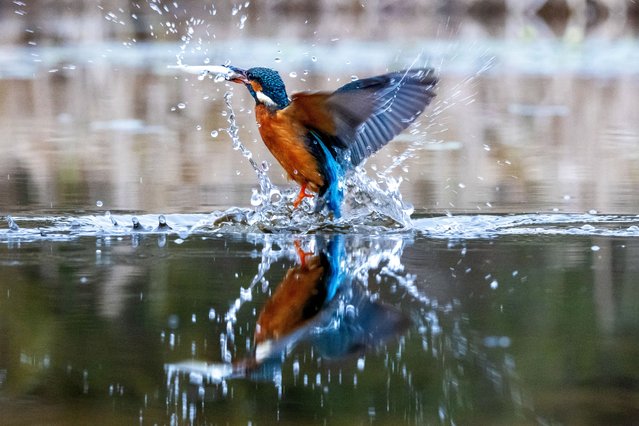 The picture dated March 26, 2025 shows a kingfisher diving for food at Carlby near Bourne in Lincolnshire, UK. Kingfishers can dive at speeds as high as 25 mph and propel their sharp beaks into underwater prey. (Photo by Martyn Foss/Bav Media)