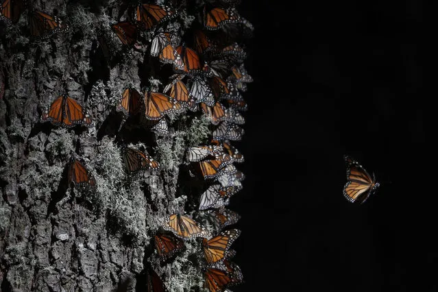 A monarch butterfly takes off from a tree trunk in the winter nesting grounds of El Rosario Sanctuary, near Ocampo, Michoacan state, Mexico, Friday, January 31, 2020. Hundreds of farmers and agricultural workers attended the funeral of Homero Gomez Gonzalez on Friday, and the homage to the anti-logging activist was like a tribute to the monarch butterfly he so staunchly defended. (Photo by Rebecca Blackwell/AP Photo)