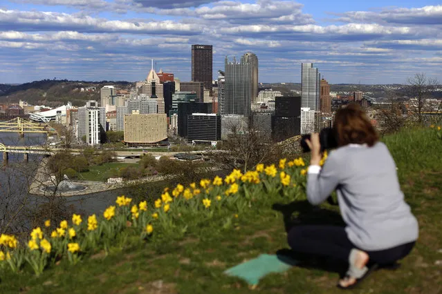 Daffodils grow on Mount Washington overlooking the skyline of downtown Pittsburgh, at the confluence of the Monongahela River, right, Allegheny River, left, to form the Ohio River, Sunday, April 26, 2015. (Photo by Gene J. Puskar/AP Photo)