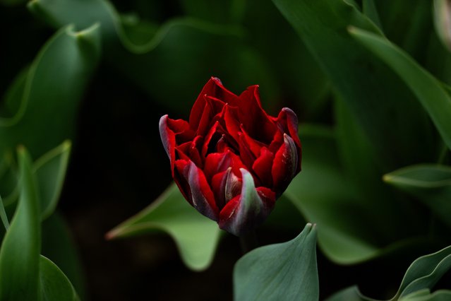 A tulip begins to bloom at Longwood Gardens in Kennett Square, Pennsylvania, on April 19, 2025, during the Easter holiday Spring Blossoms event. (Photo by Jim Watson/AFP Photo)