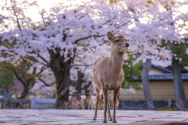 A sika deer is seen at Nara Park, established in 1880 located at the foot of Mount Wakakusa (Mikasa) with its historical buildings and natural beauties, in Nara, Japan on May 04, 2025. The park is considered a natural treasure and is home to many wild animals and various plant species. Sika deer, a species native to East Asia and numbering more than 1,200, are among the symbols of the park and live among the sakura trees identified with the country. (Photo by Fatih Gonul/Anadolu via Getty Images)