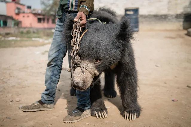 This handout photo taken on December 20, 2017 and released by World Animal Protection shows a rescued bear being transported from a police station in Nepal' s southern Rautahat district to the Parsa Wildlife Reserve Nepali authorities have rescued the country' s last known “dancing bears”, officials said December 24, ending the medieval tradition of abuse of the beasts for entertainment. (Photo by AFP Photo/World Animal Protection)