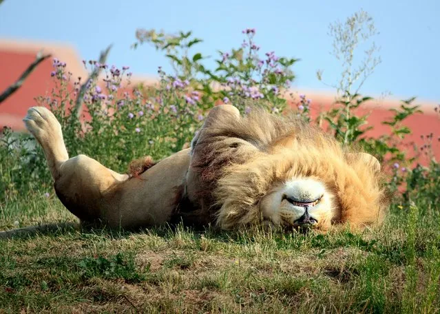 A lion relaxes at Yorkshire Wildlife Park, Doncaster, England as the park celebrates World Lion Day on August 10, 2020. (Photo by Danny Lawson/PA Images via Getty Images)