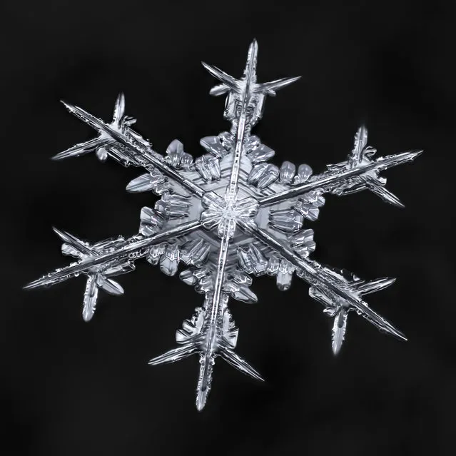 These incredible images capture the intricate details of miniscule snowflakes, moments before they melt. (Photo by Don Komarechka/Caters News Agency)