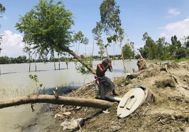 A Bangladeshi elderly person cuts an uprooted tree as the area around him is seen submerged with flooded waters in Manikganj, some 100 kilometers (62 miles) from Dhaka, Bangladesh, Thursday, August 13, 2020. Across South Asia, more than 17 million people have been affected by this year's monsoon flood. Nearly 700 people have died in Bangladesh, India and Nepal as almost one-third of Bangladesh went under water while Indian states of Assam and Bihar in the northeast were largely affected and vast regions in Nepal were flooded and monsoon-triggered landslides became a nightmare. (Photo by Al-emrun Garjon/AP Photo)