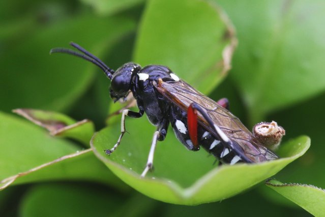 A Privet Strider (Macrophya punctumalbum) sits on a leaf in Toronto, Ontario, Canada, on May 27, 2025. (Photo by Creative Touch Imaging Ltd/NurPhoto/Rex Features/Shutterstock)