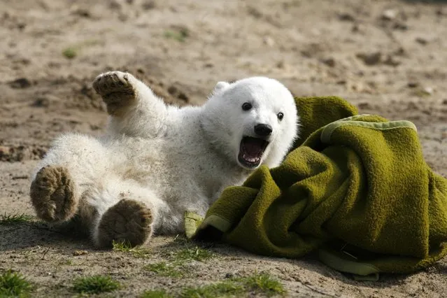 File picture shows polar bear cub Knut playing with a blanket during the bear's first presentation in Berlin zoo March 23, 2007. Knut, the hand-reared polar bear who captured Germans' hearts before his early death in 2011, returns to his adoring Berlin public on February 15, 2013 as a life-sized model with the bear's real fur. The sculpture will be shown for four weeks to the public starting on February 16. Picture taken March 23, 2007. (Photo by Arnd Wiegmann/Reutars)