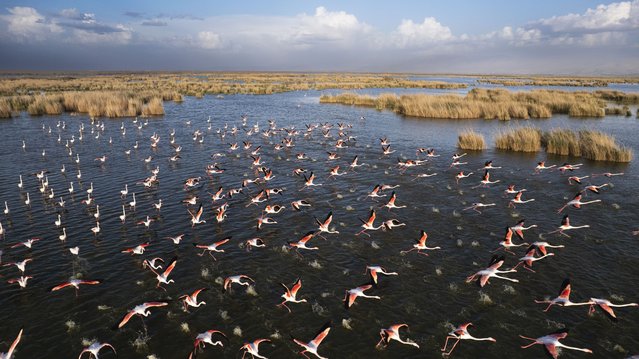 An aerial view of Akgol Reeds, one of Turkiye's most important wetlands, is home to Anatolia's “crane in blush” flamingos, rice paddy and different bird species in Eregli district of Konya, Turkiye on May 25, 2025. Akgol Reeds, known as Konya's bird paradise, is among the places frequented by photography enthusiasts and nature lovers. (Photo by Engin Ayyildiz/Anadolu via Getty Images)