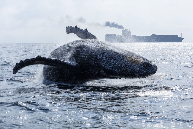 A humpback whale breaches in Guanabara Bay, near Rio de Janeiro, Brazil, 23 July 2025. The whales are following their migratory route toward the Abrolhos archipelago, where they gather to mate. (Photo by Andre Coelho/EPA)
