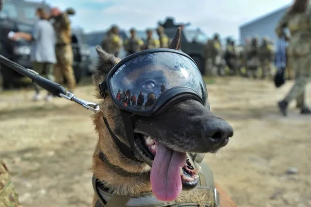 Ukrainian soldiers hold a dog wearing protective glasses during the Rapid Trident – 2020 military exercises on the Yavoriv training ground, near the western Ukrainian city of Lviv, Ukraine, 24 September 2020. Some 4,000 soldiers from nine countries including USA, Germany, Poland, United Kingdom, Romania, Canada, Denmark, Lithuania, and Ukraine take part in the joint Ukrainian-American command and staff exercise Rapid Trident – 2020 training. The training program is part of a long-term strategy improving Ukrainian defense potential and increasing the professionalism of the Ukrainian Armed Forces. (Photo by Mykola Tys/EPA/EFE)