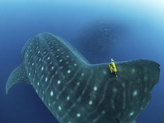 In this 2017 photo provided by Simon, a fin-mounted satellite tag is attached to a whale shark as a school of fish swims by, in the Galapagos Islands area of Ecuador.  Despite typically being bigger than a double-decker bus, the elusive whale shark has only tiny, almost useless teeth. It's also one of the least understood animals in the ocean. (Photo by Simonjpierce.com via AP Photo)