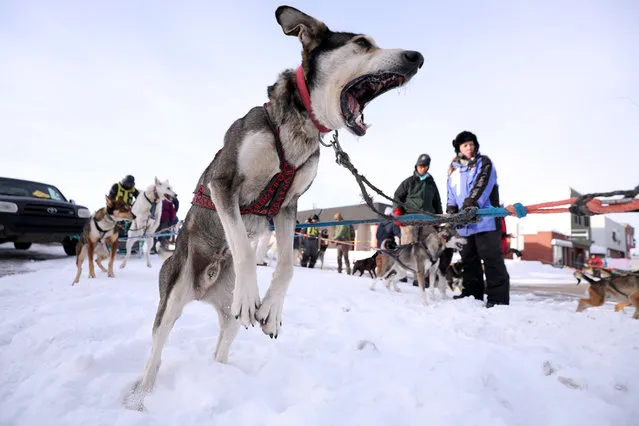 Sled dogs prepare to mush during the first day of the 106th American Dog Derby on February 17, 2023 in Ashton, Idaho. The derby was founded in 1917, and according to its website, it’s the oldest dog derby in North America. (Photo by Steph Chambers/Getty Images)