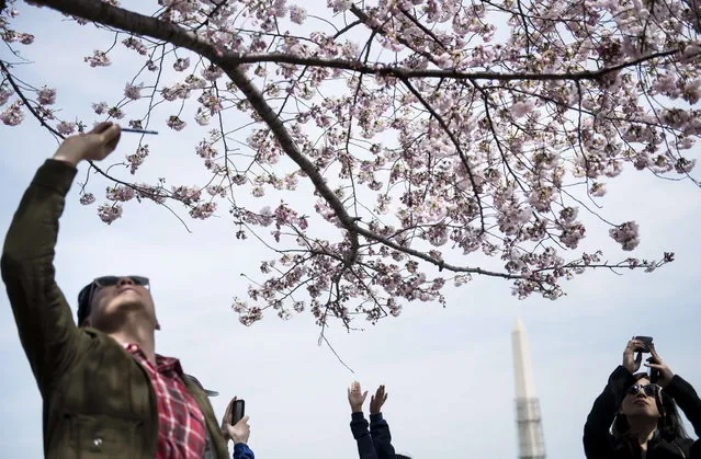 Tourists photograph cherry blossoms on April 7, 2013 in Washington. Tourists visited the National Mall along the Tidal Basin to view blooming cherry trees, some of which were a gift from Japan in 1912, as the weather warms and spring arrives. (Photo by Brendan Smialowski/AFP Photo)