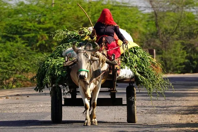A veiled woman villager carries harvest on a bullock cart on the outskirts of Ajmer in India's desert state of Rajasthan on February 28, 2023. (Photo by Himanshu Sharma/AFP Photo)