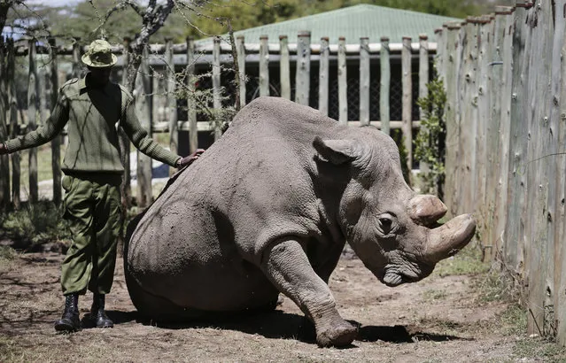 In this photo taken Wednesday, May 3, 2017, a ranger takes care of Sudan, the world's last male northern white rhino, at the Ol Pejeta Conservancy in Laikipia county in Kenya. Sudan has died after “age-related complications” researchers announced Tuesday, saying he “stole the heart of many with his dignity and strength”. The world's last male northern white rhino has died, leaving only two females of its subspecies alive in the world. (Photo by AP Photo)