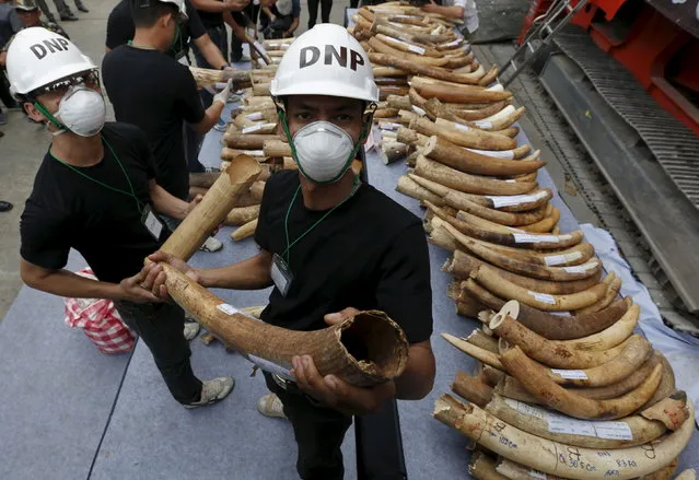 Officials hold confiscated elephant tusks before destroying the ivory at the Department of National Parks, Wildlife and Plant Conservation, in Bangkok, Thailand, August 26, 2015. (Photo by Chaiwat Subprasom/Reuters)