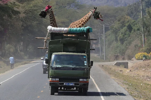 Blindfolded Masai giraffes are transported in a crate during their translocation from the community farmland of Moi Ndabi area to Loldia Wildlife Conservancy, near Naivasha in Nakuru County, Kenya on February 9, 2023. (Photo by Thomas Mukoya/Reuters)