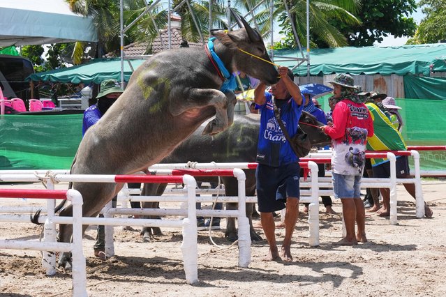 A member of a Thai buffalo racing team tries to control it before a sprint race during an annual buffalo racing festival in Chonburi, Thailand, Monday, October 6, 2025. (Photo by Sakchai Lalit/AP Photo)