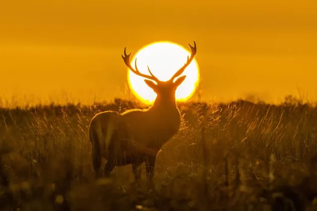 A wild stag stands before the setting sun at Over Owler Tor in the Peak District, United Kingdom on February 22, 2023. Richard Bowring took the photograph moments before the stag vanished over the horizon. (Photo by Richard Bowring/Animal News Agency)