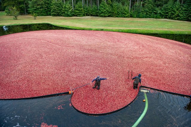 Farmhands harvest cranberries at the Hiller Bog in Rochester, Massachusetts on October 11, 2025. (Photo by Joseph Prezioso/Anadolu via Getty Images)