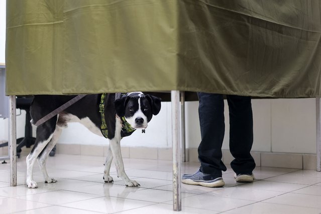 A man with his dog casts his vote during the general election, in Santiago on November 16, 2025. Chileans are voting in a presidential election shaped by rising concerns over violent crime, with candidates pledging tougher measures against transnational gangs and the far-right promising to carry out mass migrant deportations. (Photo by Javier Torres/AFP Photo)