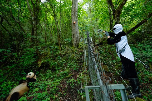 A staff member dressed in a panda costume feeds a giant panda at the Wolong area of the Giant Panda National Park in southwest China's Sichuan Province, June 24, 2024. (Photo by Xinhua News Agency/Rex Features/Shutterstock)