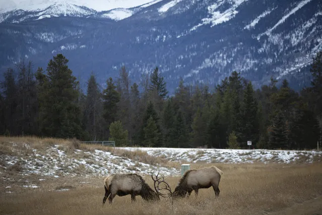 Two elk bulls spar by the highway in Jasper, Alberta, Canada on January 5, 2021. Jasper is the largest National Park in the Canadian Rockies and features glaciers, hot springs, lakes, waterfalls, and mountains. (Photo by Mert Alper Dervis/Anadolu Agency via Getty Images)