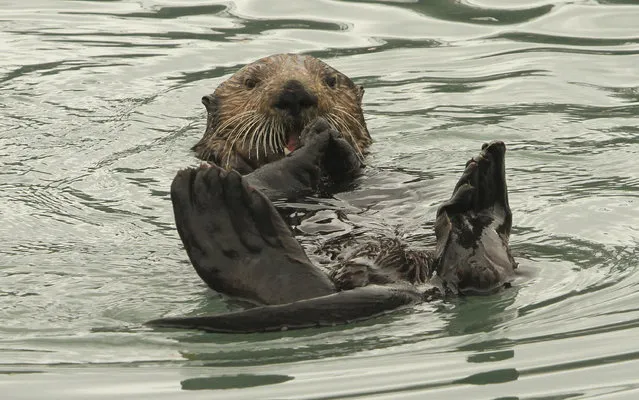 In this May 21, 2016 file photo, a northern sea otter floats on its back while crushing a clam shell with its teeth in the small boat harbor at Seward, Alaska. Sea otters, once wiped out by hunting along Alaska's Panhandle, have made a strong comeback and fishermen who target shellfish are seeking relief from their voracious appetites. Sea otters eat the equivalent of a quarter of their own weight each day. (Photo by Dan Joling/AP Photo)