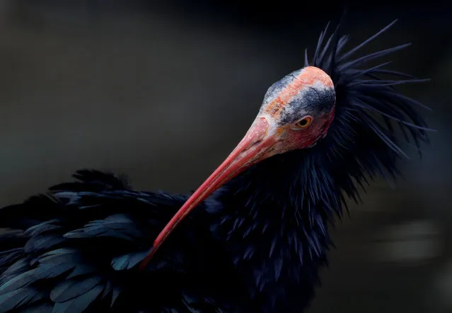 A northern bald ibis is seen in his enclosure in Schoenbrunn Zoo in Vienna, Austria June 7, 2018. (Photo by Leonhard Foeger/Reuters)