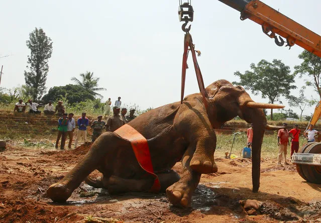 Indian Forest officials and animal rescue team during a rescue operation of an injured elephant named “Sidda” at Manchanabele dam on the outskirts of Bangalore, India, 09 November 2016. The 35year old wild elephant, called Sidda, distress in a reserve forest close to the city has been discovered with injuries after falling into a ditch two- months ago and he was treated by forest authorities for his painful injuries. But he is still not doing too well and there are pleas for more help in the form of treatment, food and relocation for the ailing jumbo. (Photo by Jagadeesh N.V./EPA)