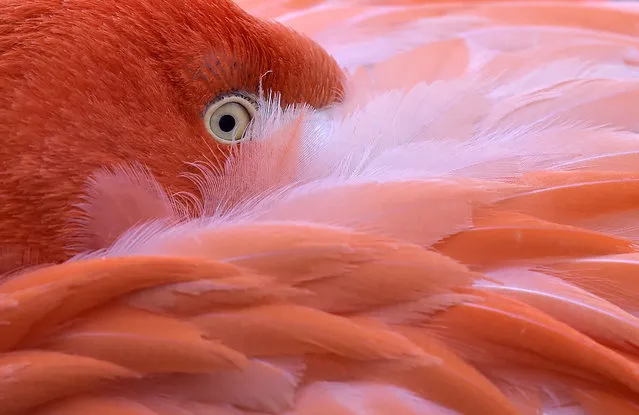 A flamingo hides its head in its feathers on a cold Friday, January 23, 2015 at the zoo in Cologne, Germany. (Photo by Martin Meissner/AP Photo)