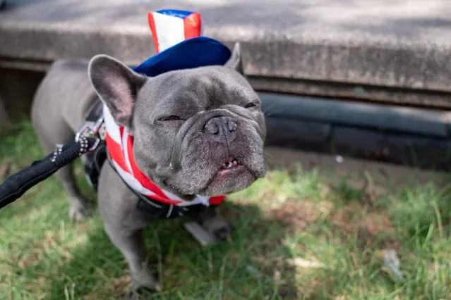 Luna the French Bulldog is dressed in red, white, and blue during the National Independence Day Parade in Washington, DC, on July 4, 2023. (Photo by Stefani Reynolds/AFP Photo)