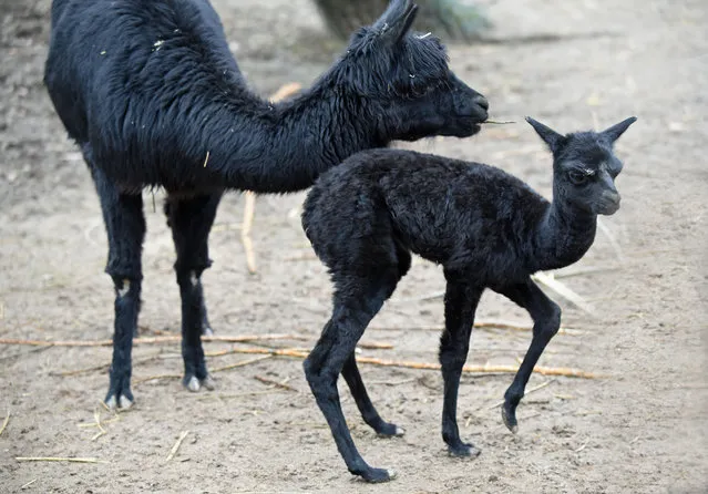 A male alpaca foal stands next to his mother “Noire” in their alpaca enclosure at the zoo in Krefeld, Germany, 11 February 2015. The alpaca foal was born on 6 February 2015. (Photo by Horst Ossinger/DPA)