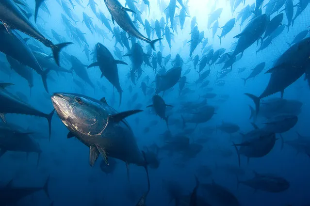 Bluefin Tuna in tuna ranching company's (Ecolo Fish) cages – Mediterranean Sea, Spain. (Photo by Brian Skerry)