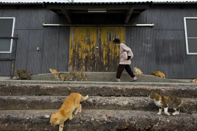 A woman is surrounded by cats as she walks along the embankment on Aoshima Island in the Ehime prefecture in southern Japan February 25, 2015. An army of cats rules the remote island in southern Japan, curling up in abandoned houses or strutting about in a fishing village that is overrun with felines outnumbering humans six to one. Picture taken February 25, 2015. REUTERS/Thomas Peter 