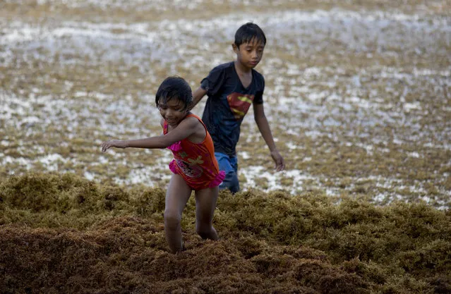 In this Sunday, August 5, 2018 photo, children play on the beach full of sargassum in Bahia La Media Luna, near Akumal in Quintana Roo state, Mexico. A Mexican environmental agency is constructing barriers at sea just beyond its famed Riviera Maya beaches to decrease the massive amounts of sargassum washing up onshore. (Photo by Eduardo Verdugo/AP Photo)