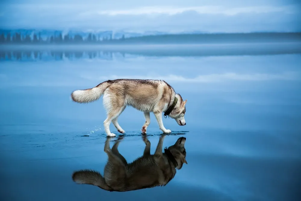 Husky Walk on Water while Crossing Russian Lake