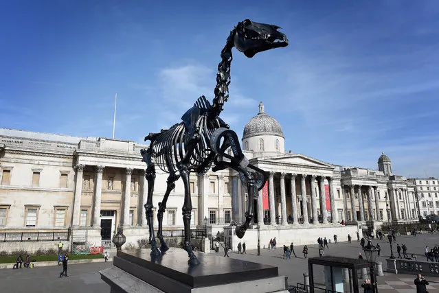 Gift Horse, the latest work of art to take its place on Trafalgar Square's Fourth Plinth, is pictured high above The National Gallery on March 5, 2015 in London, England. The sculpture, by 78-year old German artist Hans Haacke, is the skeleton of a riderless horse with a London Stock Exchange ticker attached to its leg, intended to represent the effects of the City, power and money. (Photo by Mary Turner/Getty Images)