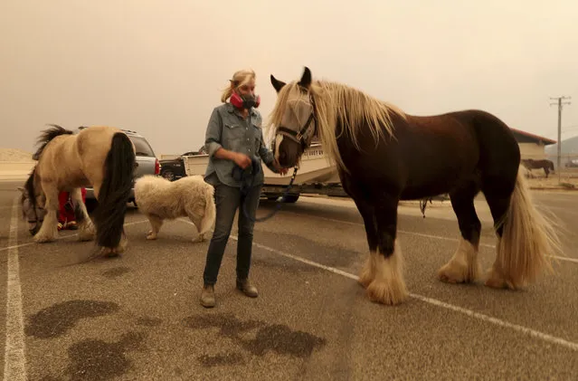 Marty Cable is one of dozens of horse owners who evacuated her home in Encinal Canyon to bring their animals to an evacuation area at Zuma Beach in Malibu, Calif., Friday, November 9, 2018. Known as the Woolsey fire, it has consumed thousands of acres and destroyed multiple homes. (Photo by Reed Saxon/AP Photo)