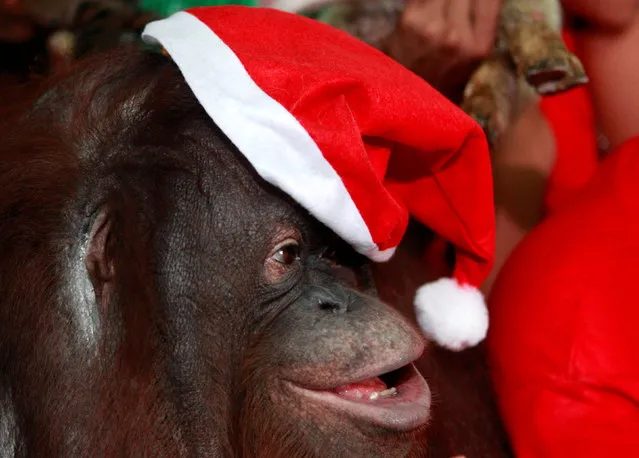 An orangutan, named “Pacquiao”, plays with his Santa Claus hat during the Animal Christmas party at Malabon zoo in Manila, Philippines December 21, 2016. (Photo by Czar Dancel/Reuters)