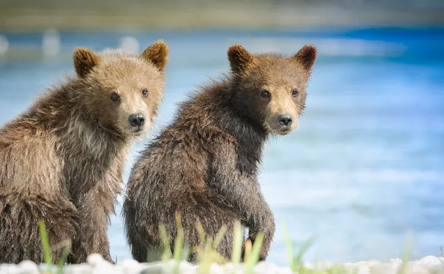 A pair of spring cubs sits anxiously while their mother feeds for salmon, Alaska. Cubs like these are born during the Alaskan winter, and only come to feed at the river reluctantly. Ever watchful, their mother is never far away for fear of other bears killing the cubs. (Photo by Jessica Matthews/The Washington Post)