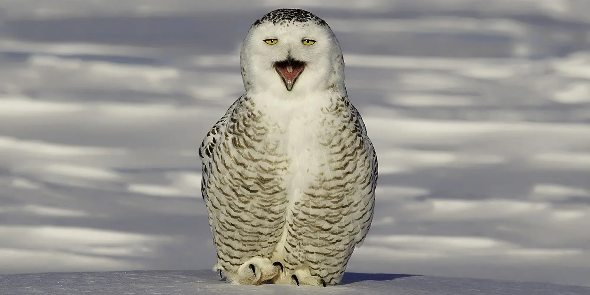 Simply Some Photos: Snowy Owl