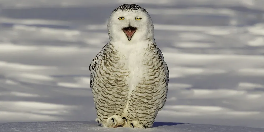 Simply Some Photos: Snowy Owl