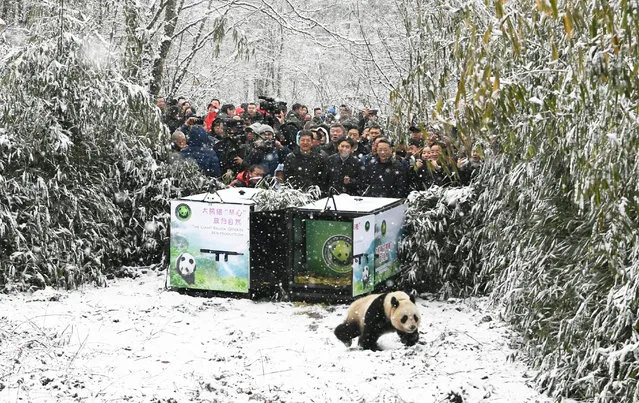 The giant panda Xiao Hetao, one of two pandas being released into the wild, walks out of a cage in the snow at the Longxi-Hongkou national nature reserve in Sichuan Province, Chengdu, China on December 26, 2018. (Photo by An Yuan/China News Service)