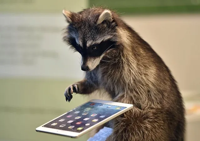 A racoon taxidermy is pictured with a tablet computer at the hunting fair in Dortmund, Germany, Friday, February 12, 2016. (Photo by Martin Meissner/AP Photo)