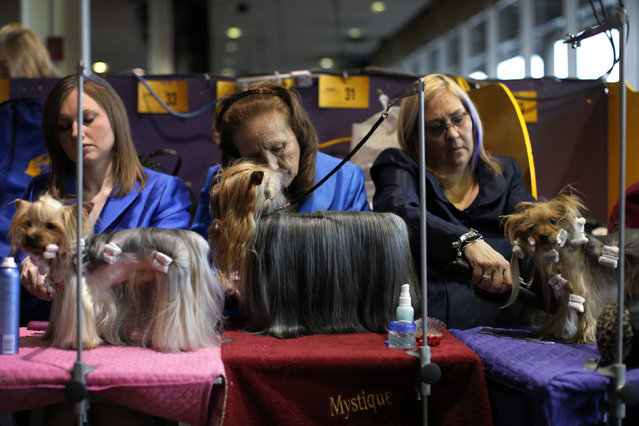 Yorkshire Terriers are groomed in the benching area before judging at the 2016 Westminster Kennel Club Dog Show in the Manhattan borough of New York City, February 15, 2016. (Photo by Mike Segar/Reuters)