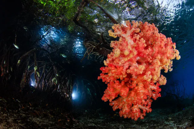 Reefscapes, 1st Place. “Mangrove”, Soft coral grows on mangrove roots in Raja Ampat, Indonesia. (Photo by Yen-Yi Lee/The Ocean Art 2018 Underwater Photography Competition)