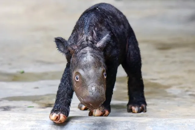 In this undated photo released by Indonesian Ministry of Environment and Forestry, a newly born Sumatran rhino calf walks in its enclosure at Sumatran Rhino Sanctuary at Way Kambas National Park, Indonesia. The critically endangered Sumatran rhino was born on Sumatra Island Saturday, November 25, 2023, the second Sumatran rhino born in the country this year and a welcome addition to a species that currently numbers fewer than 50 animals. (Photo by Indonesian Ministry of Environment and Forestry via AP Photo)